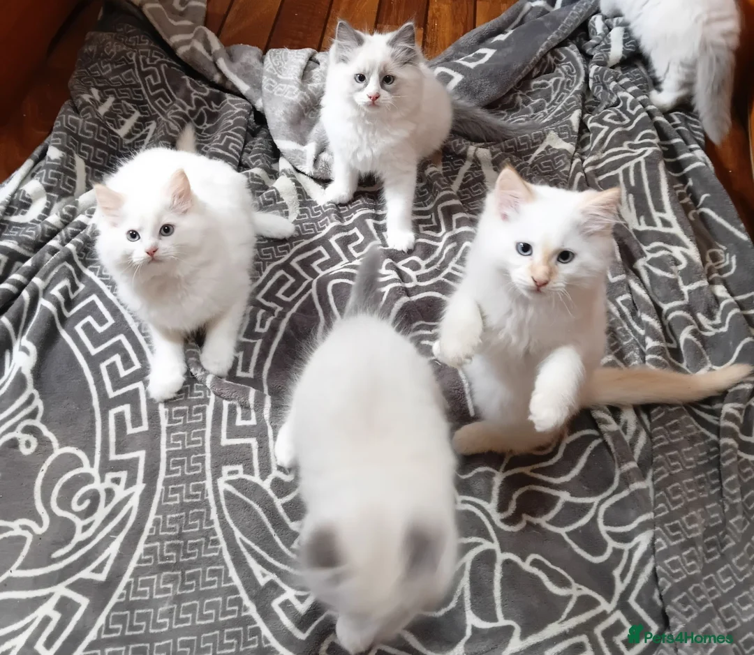 Ragdoll cats for sale: Beautiful overly friendly ragdoll kittens. - Advert 10
