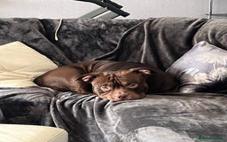 American Bully dogs for sale: Pocket bullies puppies for sale - Image 9