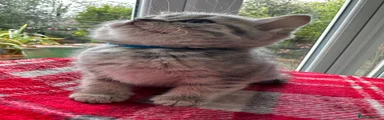 British Shorthair Kitten 2