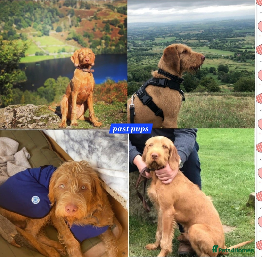 Hungarian Vizsla dogs for sale: WIREHAIRED VIZSLA PUPS - Image 4