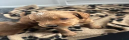 Cavapoo dogs for sale: F1b cavapoo - Advert 5