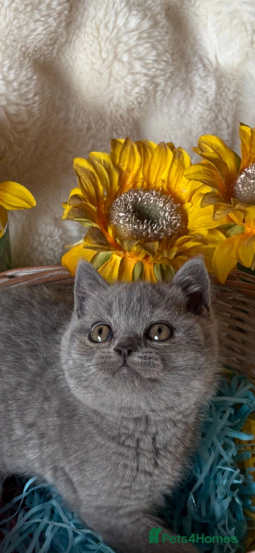 British Shorthair cats for sale: British Shorthair Pedigree kittens for sale - Advert 1