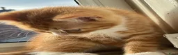 Birman cats for sale: Birman cat - Advert 4