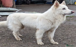 White Swiss Shepherd dogs for stud: Health Tested White Swiss Shepherd Stud in Pontypool - Image 2