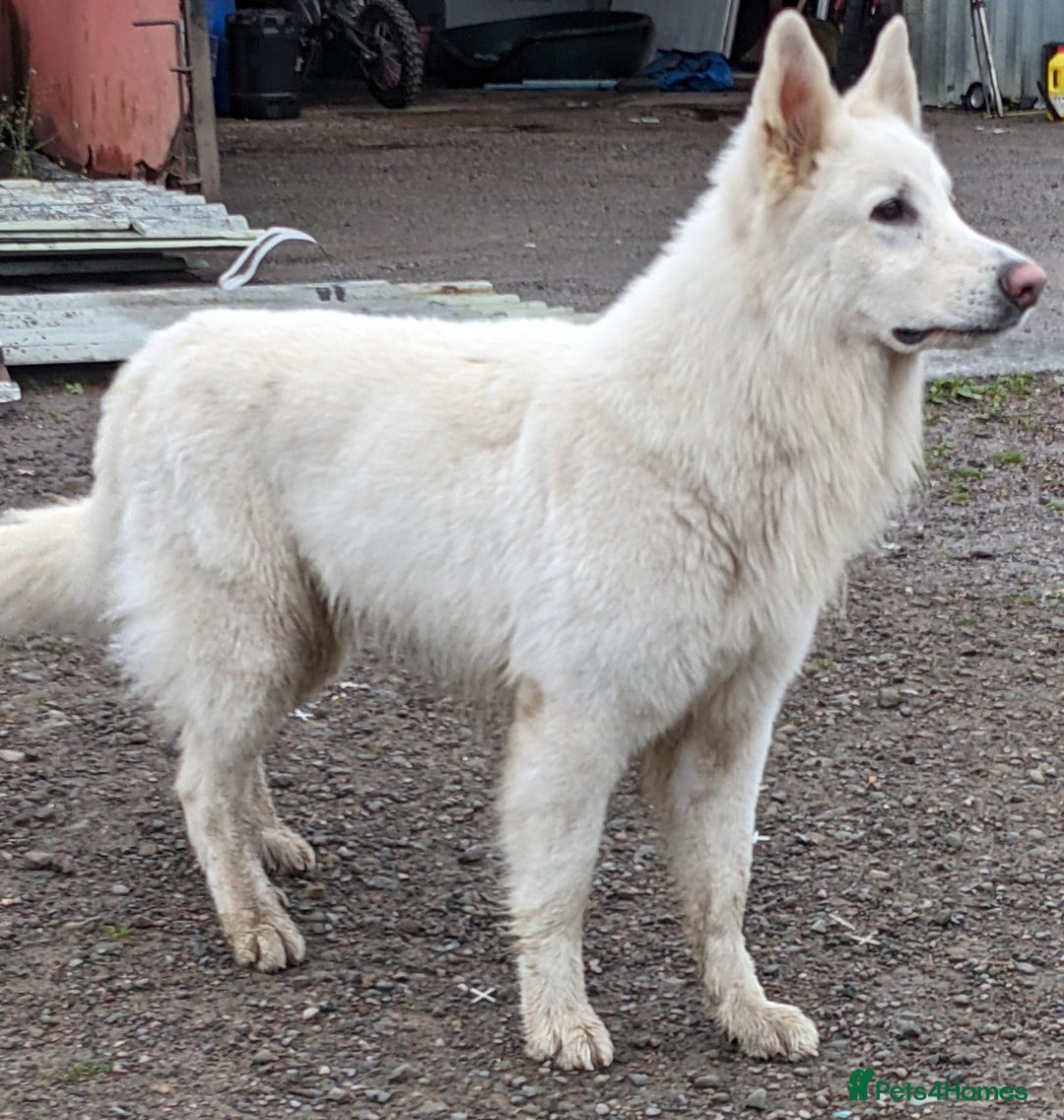 White Swiss Shepherd dogs for stud: Health Tested White Swiss Shepherd Stud in Pontypool - Image 2