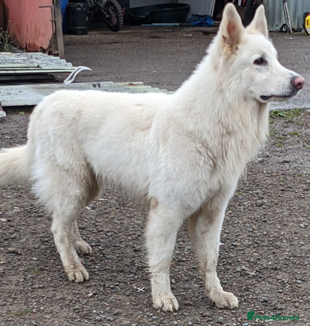 White Swiss Shepherd dogs for stud: Health Tested White Swiss Shepherd Stud in Pontypool - Advert 2