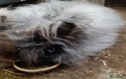 Angora rabbits for sale: Angora bunnies, mother and daughter - Image 5