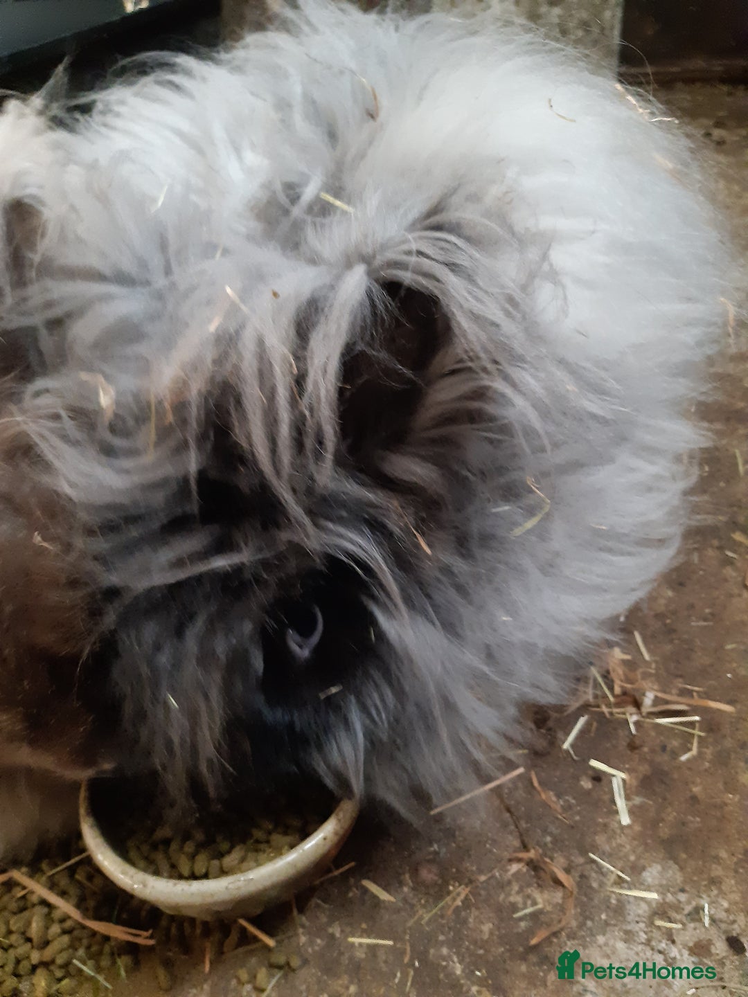 Angora rabbits for sale: Angora bunnies, mother and daughter - Image 5
