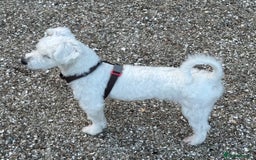 Coton De Tulear dogs for sale: Coton de tulear boy  - Image 3