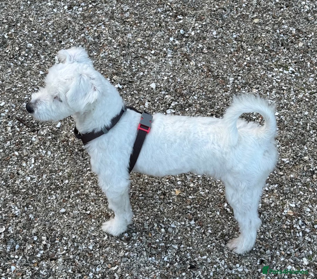 Coton De Tulear dogs for sale: Coton de tulear boy  - Image 3