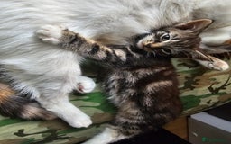 Munchkin cats for sale: Cute addorable kitten ready to leave immediately  in London - Image 3