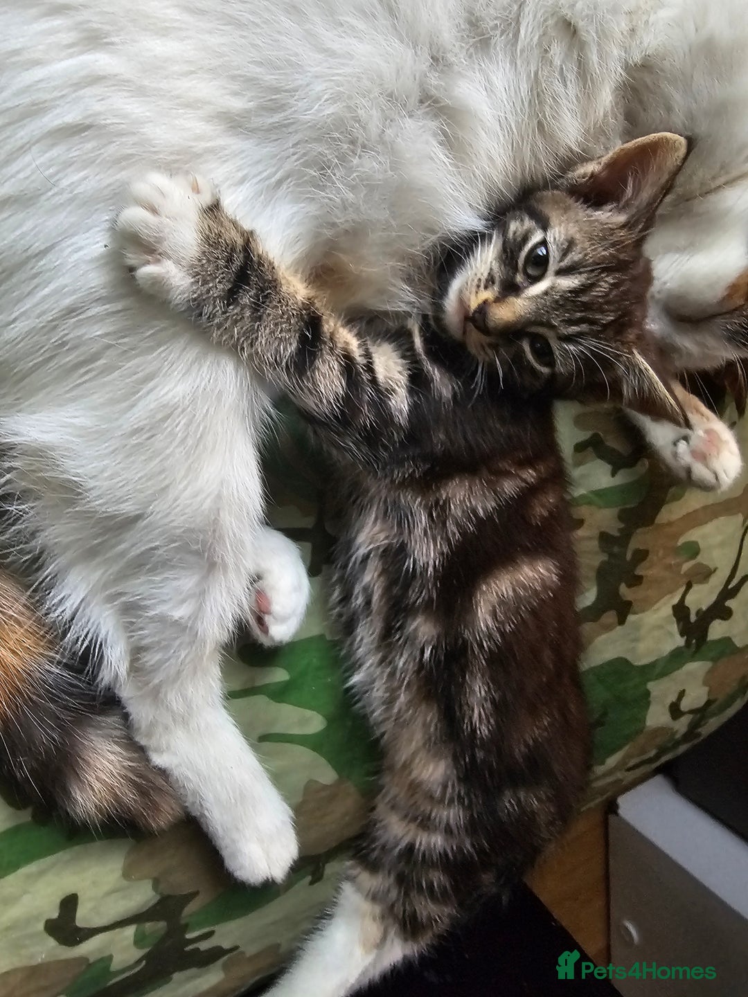 Munchkin cats for sale: Cute addorable kitten ready to leave immediately  in London - Image 3