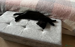 Domestic Shorthair cats for sale: Lovely lady looking for home - Image 2
