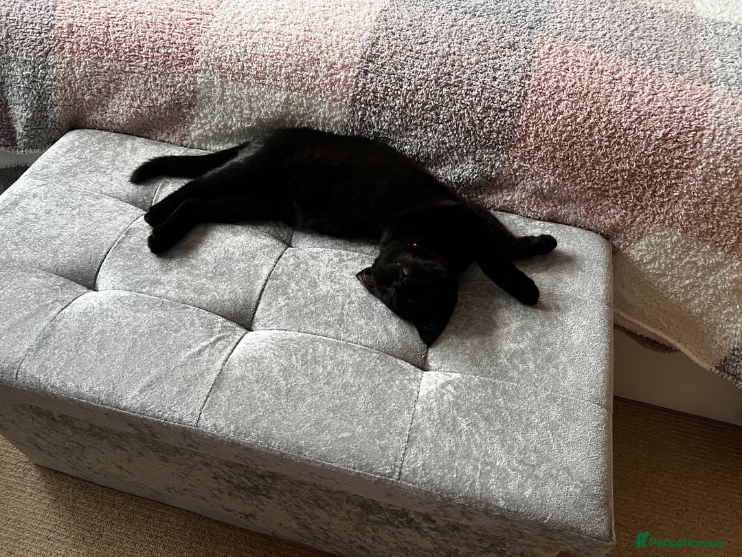 Domestic Shorthair cats for sale: Lovely lady looking for home - Image 2