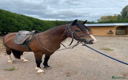 Welsh Section D horses for sale: 14h 6 year old Bay Sec D Gelding - Image 2