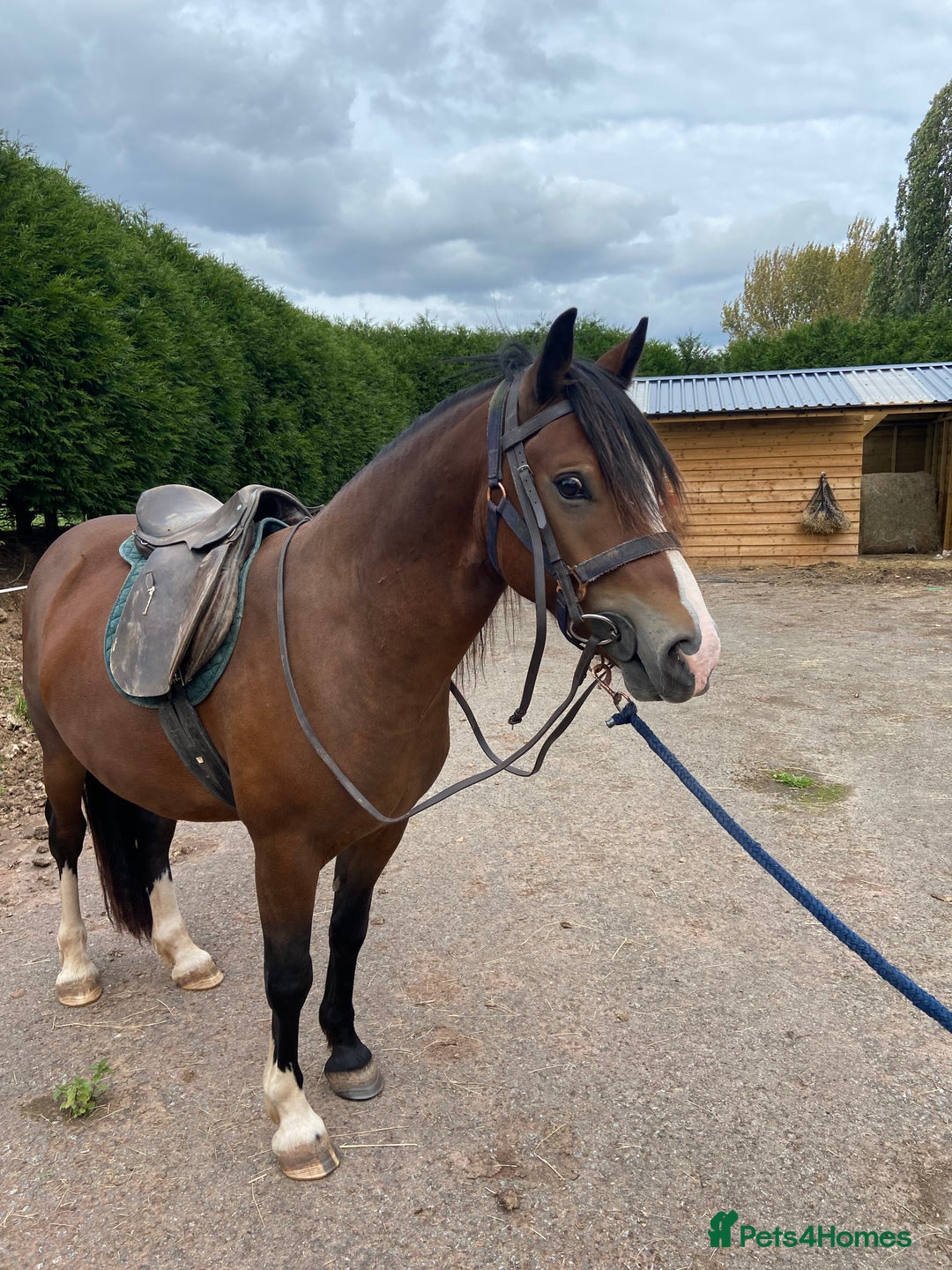 Welsh Section D horses for sale: 14h 6 year old Bay Sec D Gelding - Image 2