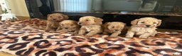 Cavapoo dogs for sale: Fox red cavapoo puppies  - Advert 2