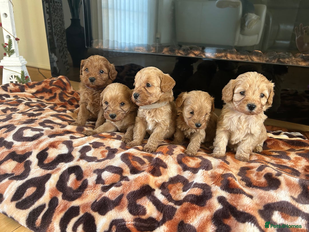 Cavapoo dogs for sale: Fox red cavapoo puppies  - Advert 2