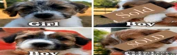 Jack Russell dogs for sale: KC Registered Jack Russell Terrier Puppies  - Advert 1