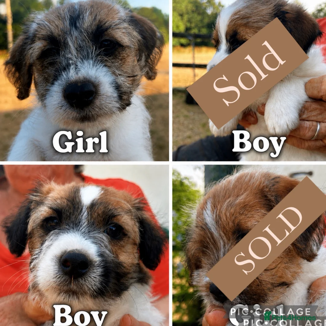 Jack Russell dogs for sale: KC Registered Jack Russell Terrier Puppies  - Advert 1