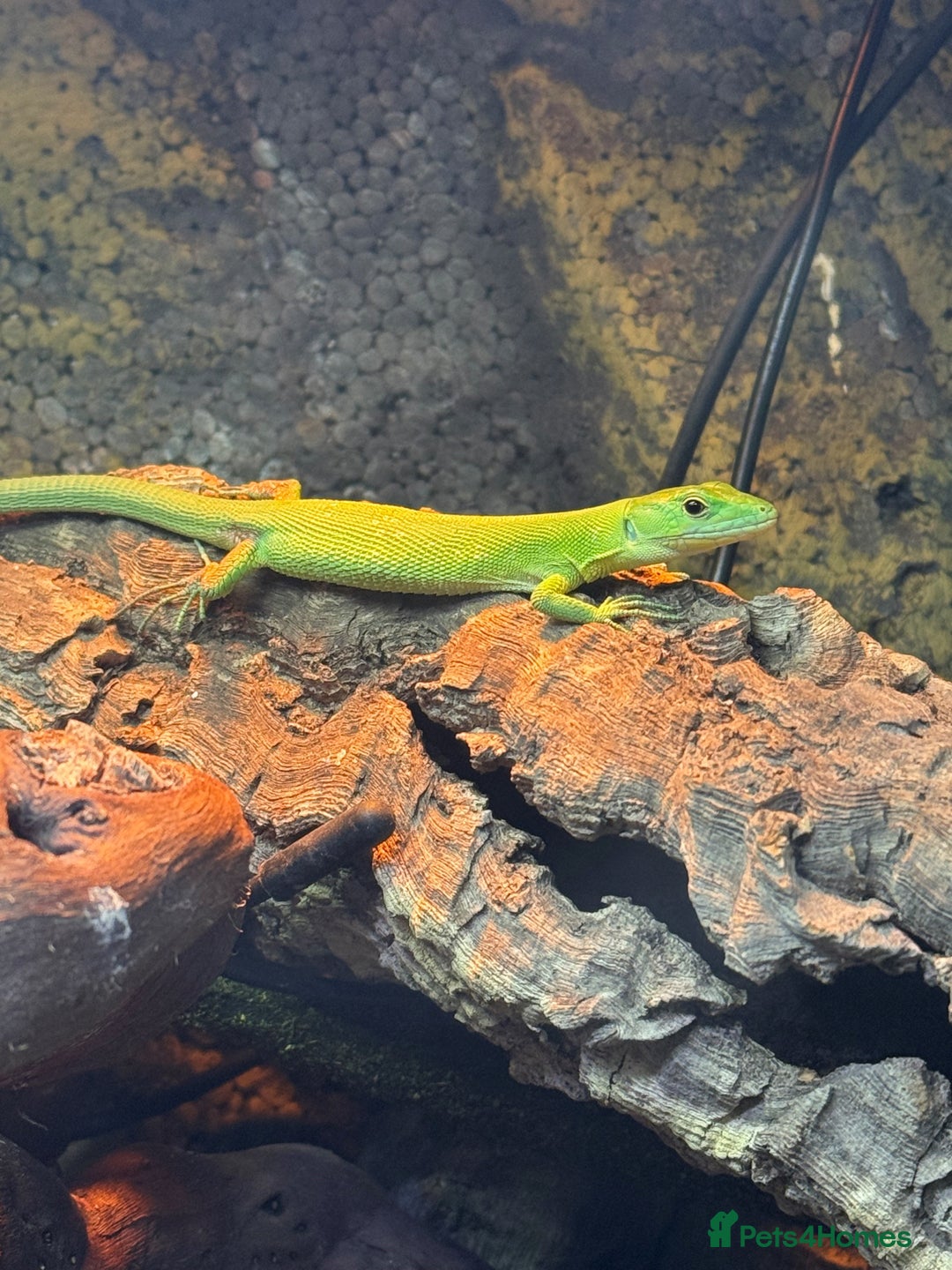 Lizard reptiles for sale: Green Keeled Lizard( Gastropholis prasina) - Advert 1