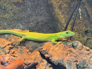 Lizard reptiles Green Keeled Lizard( Gastropholis prasina) - Advert 1