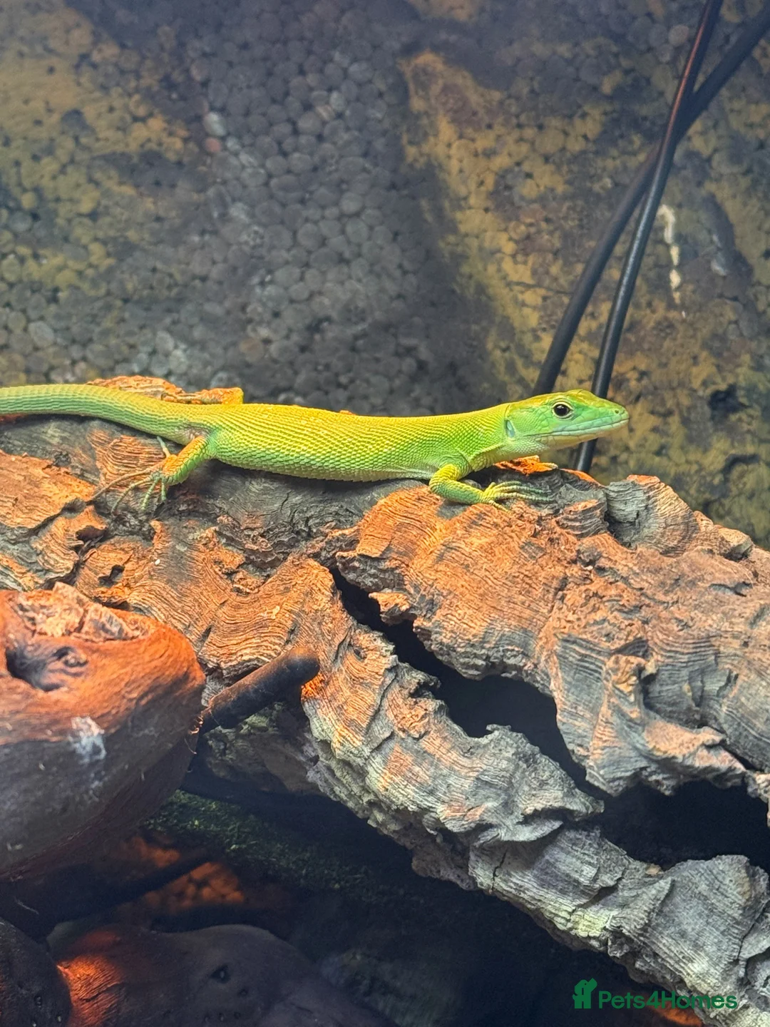 Lizard reptiles for sale: *open to offers* Green Keeled Lizard - Advert 1