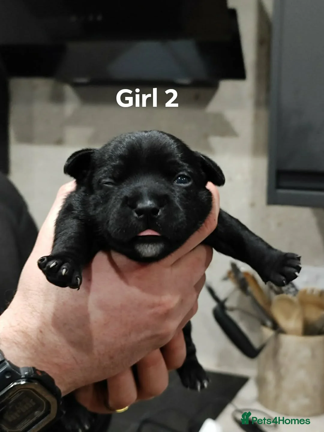 Staffordshire Bull Terrier dogs for sale: Blue/Black Staffordshire Bull Terrier Puppies - Advert 12