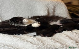 Domestic Shorthair cats for sale: 🐾✨ Gorgeous Fluffy Black Kittens – Ready 24/12 🐾 - Image 11