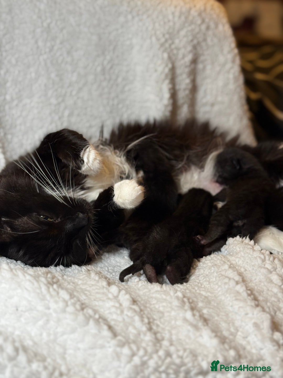 Domestic Shorthair cats for sale: 🐾✨ Gorgeous Fluffy Black Kittens – Ready 24/12 🐾 - Image 11