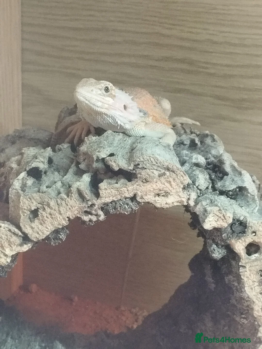 Bearded Dragon reptiles for sale: Beard dragon and full set up  - Advert 2