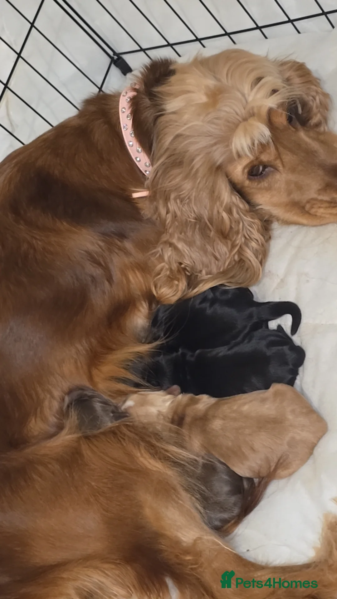 Cocker Spaniel dogs for sale: Cocker spainel puppies - Advert 17