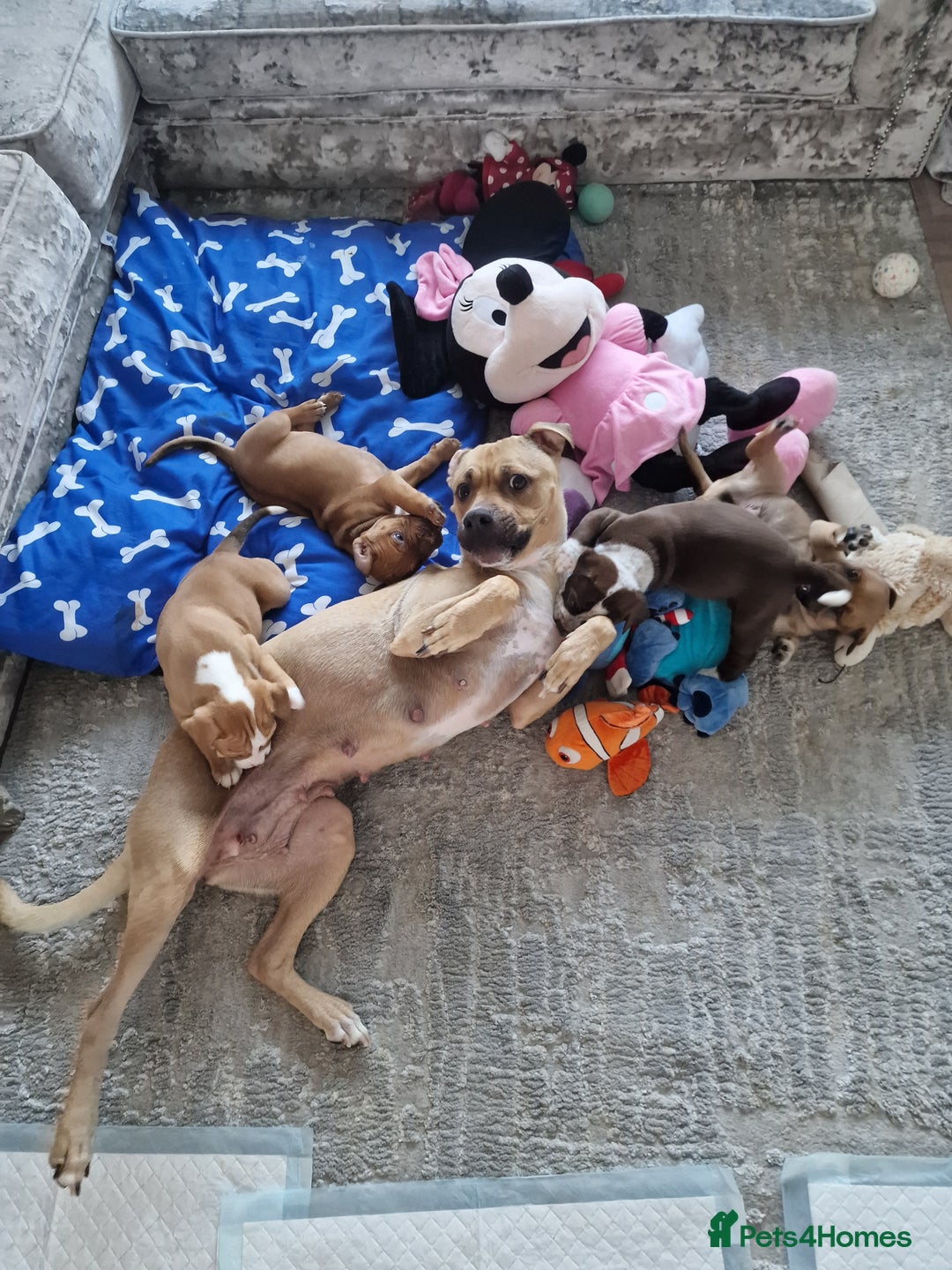 Mixed Breed dogs for sale: Beautiful Puppies–AmStaffy x Olde English Bulldog - Image 7