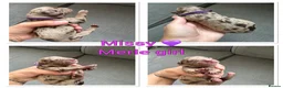 Cockapoo dogs for sale: Beautiful f1b cockapoos  - Advert 6
