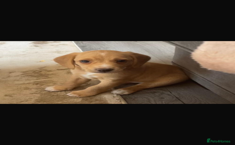 Bocker dogs - Advert 1