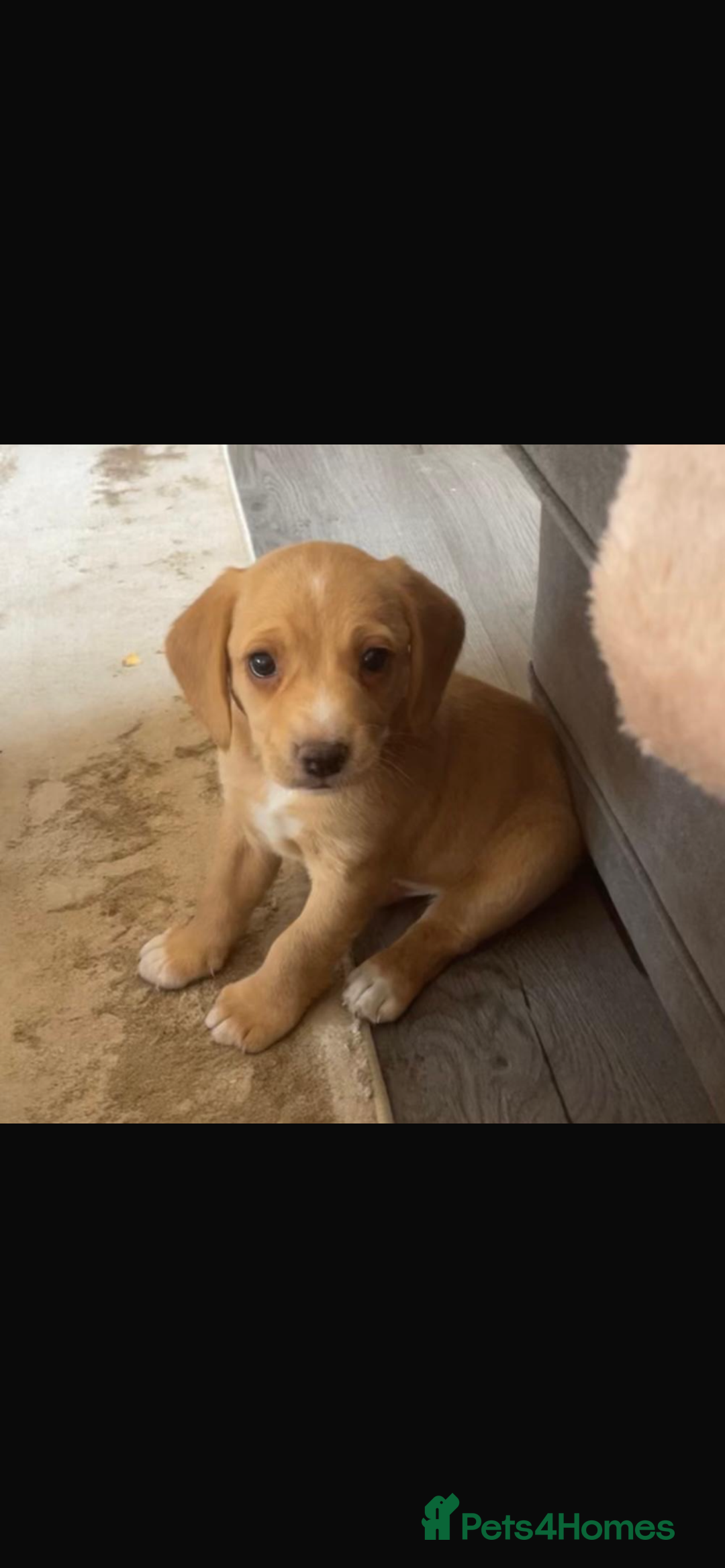 Bocker dogs for sale: Bocker - Image 1