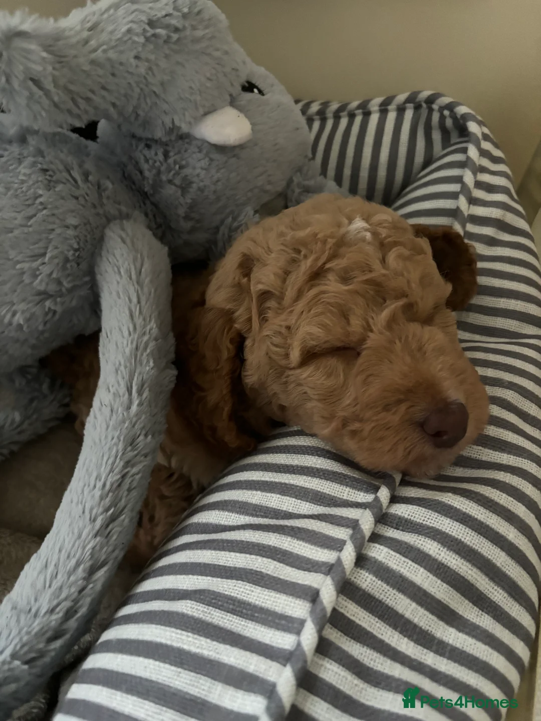 Labradoodle dogs for sale: Miniature Labradoodle puppies - Advert 16