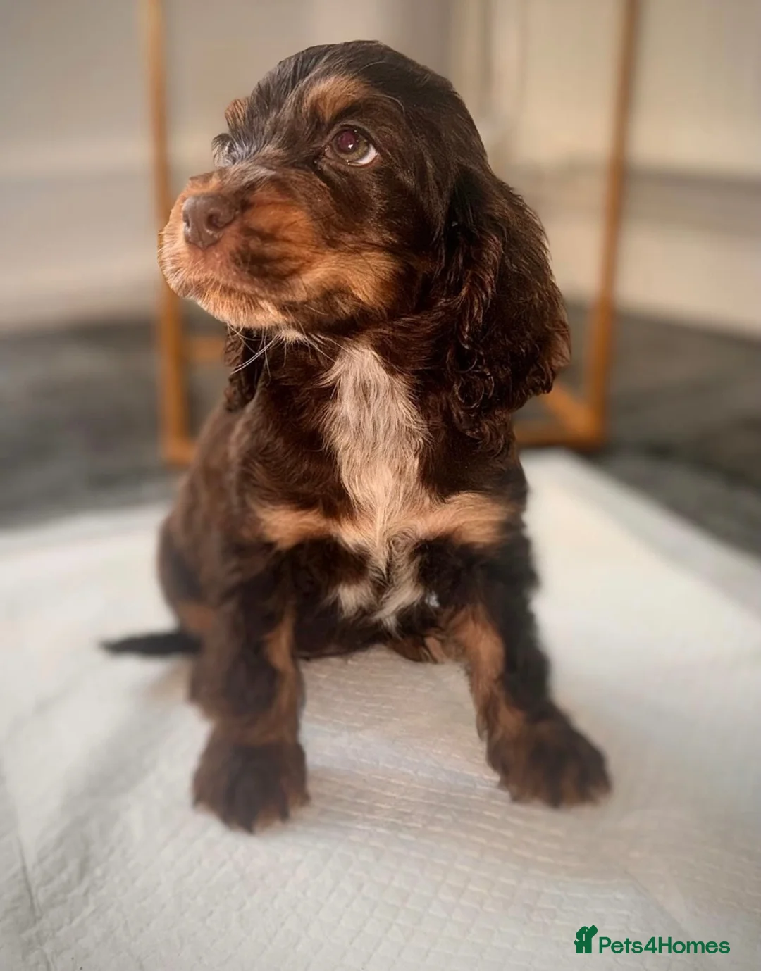 Cocker Spaniel dogs for sale: Beautiful full show type cocker spaniel 🐶🐾 - Advert 2