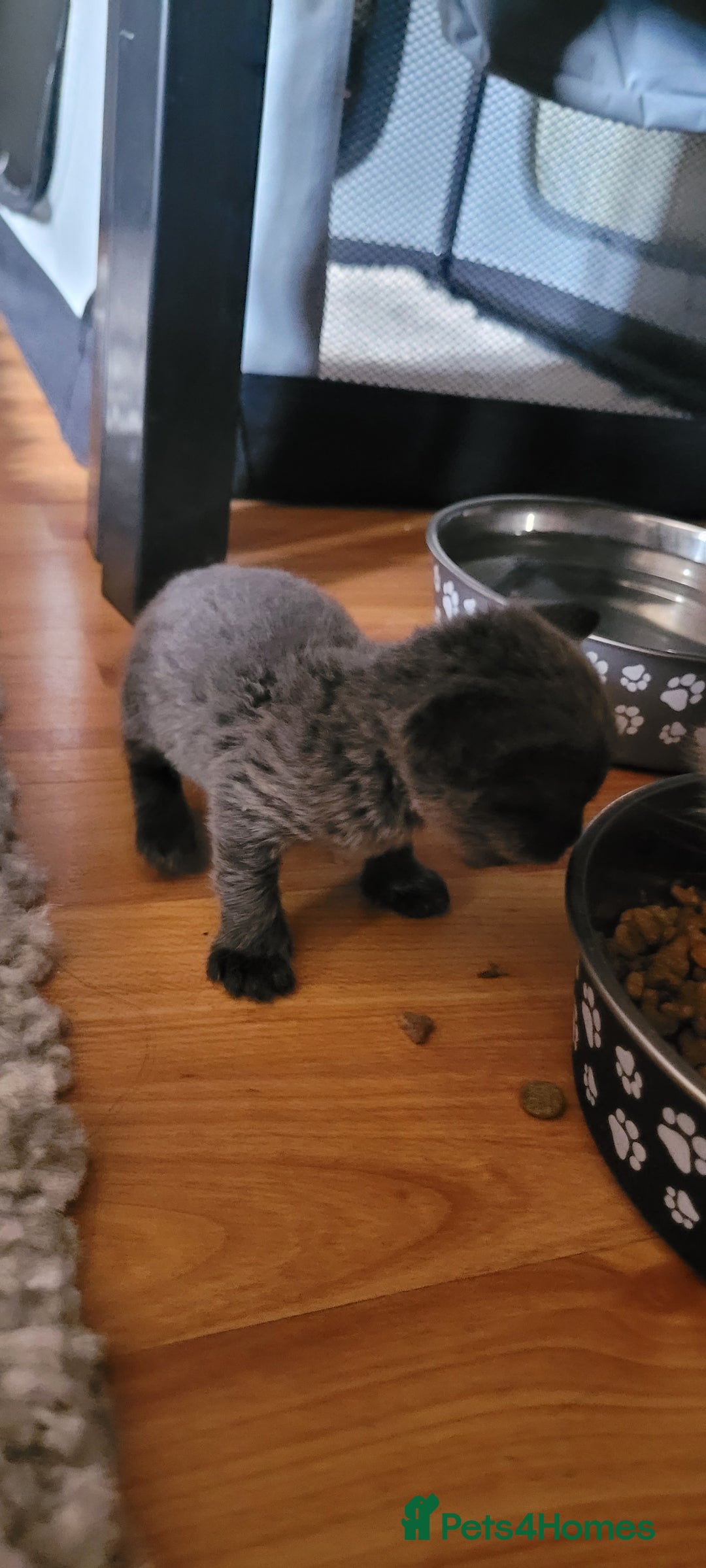 Scottish Fold cats for sale: 4 Scottish Fold kittens with mother - Image 3