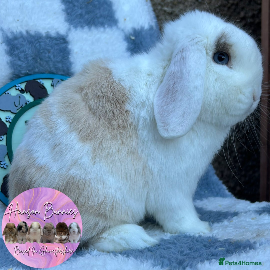 Mini Lop rabbits for sale: Beautiful Mini Lops Available  - Advert 4