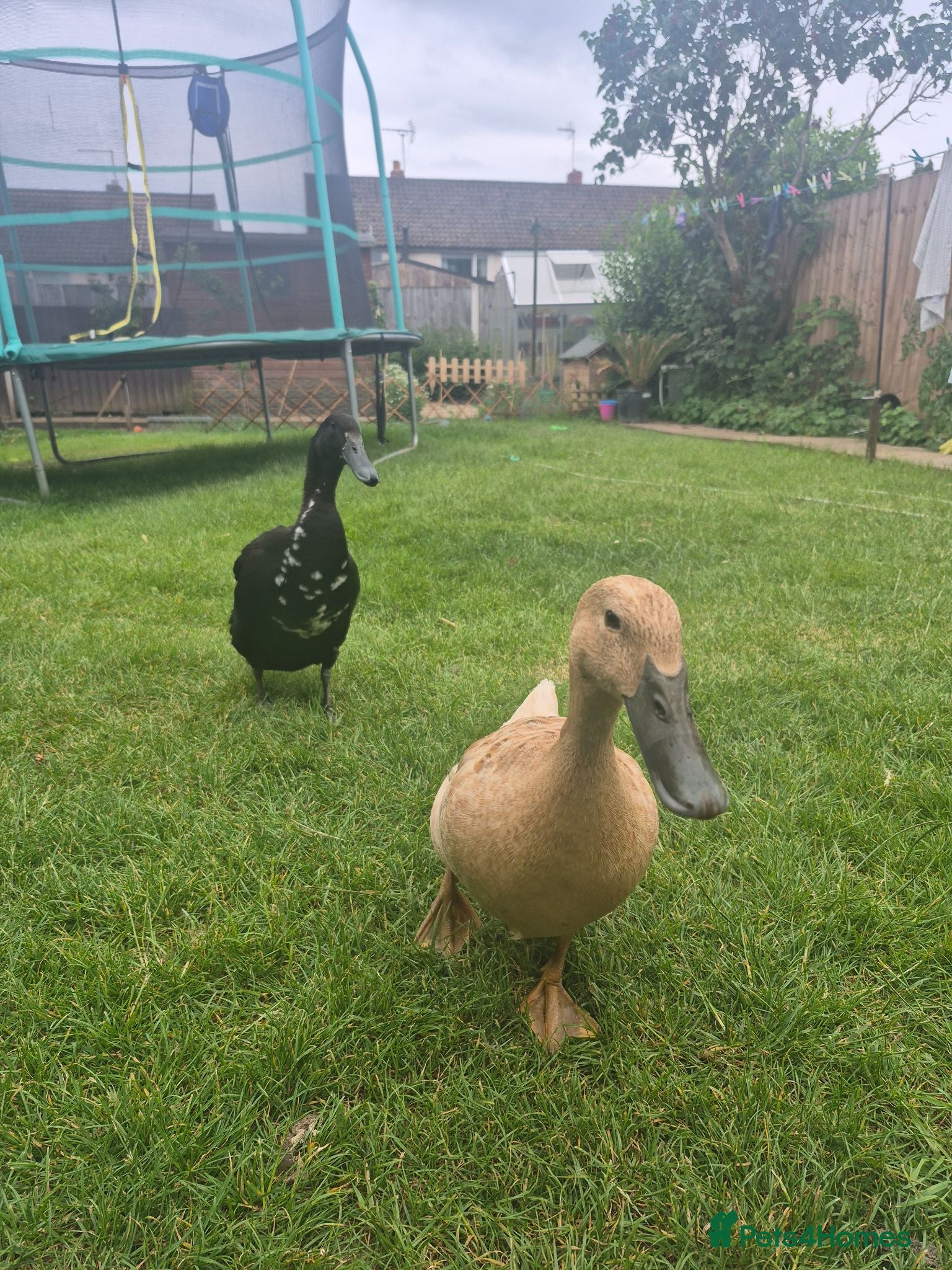 Ducks poultry Indian runner ducks - Advert 1