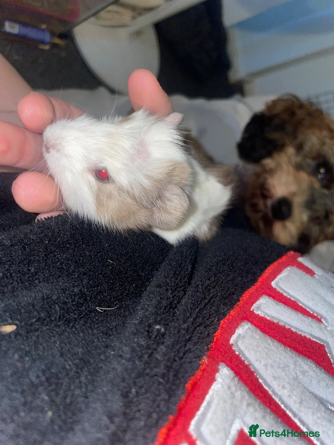 Guinea Pig rodents for sale: 2 female baby guinea pig siblings  - Advert 2