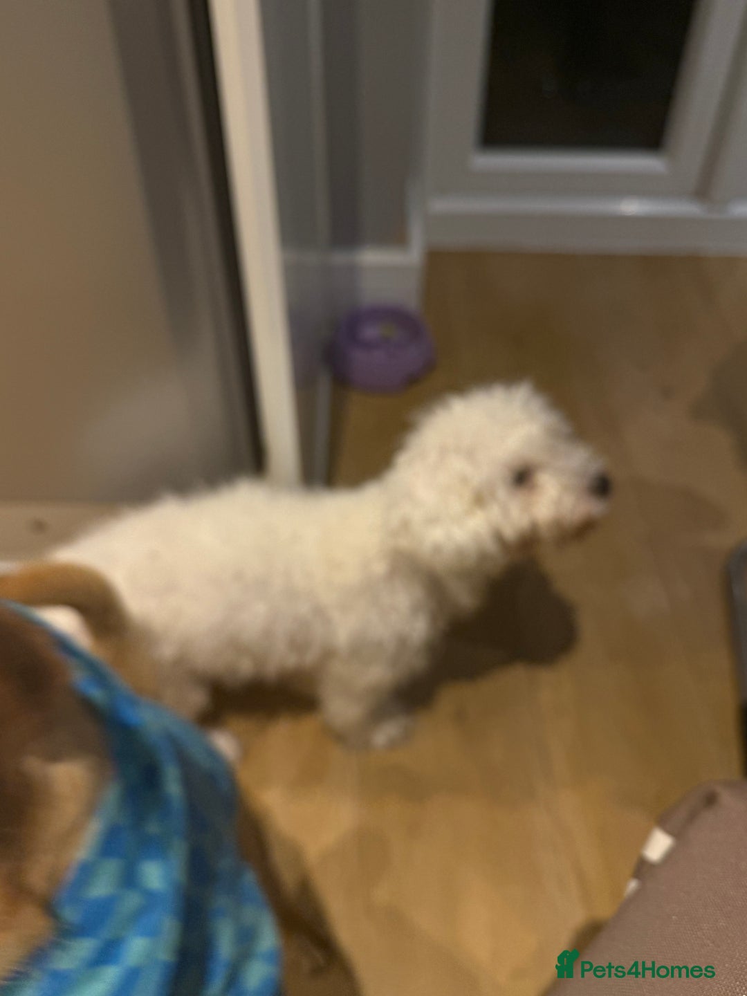 Mixed Breed dogs for sale: Lovely Poppies in Bexleyheath  - Image 7