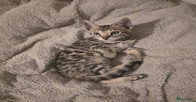 Bengal cats Bengal Kittens  - Advert 3