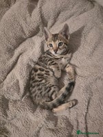 Bengal cats Bengal Kittens - Advert 1