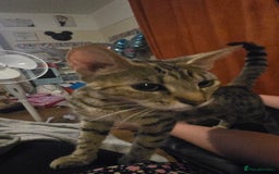 Mixed Breed cats for sale: Female adult cross bengal/ British short hair - Image 4