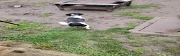 Jack Russell dogs for sale: 1 Year Old Jack Russell Girl - Advert 5