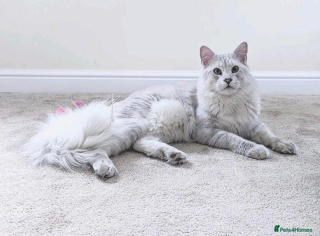 Maine Coon cats Chinchilla as12 Tica & GCCF Registered  - Advert 4