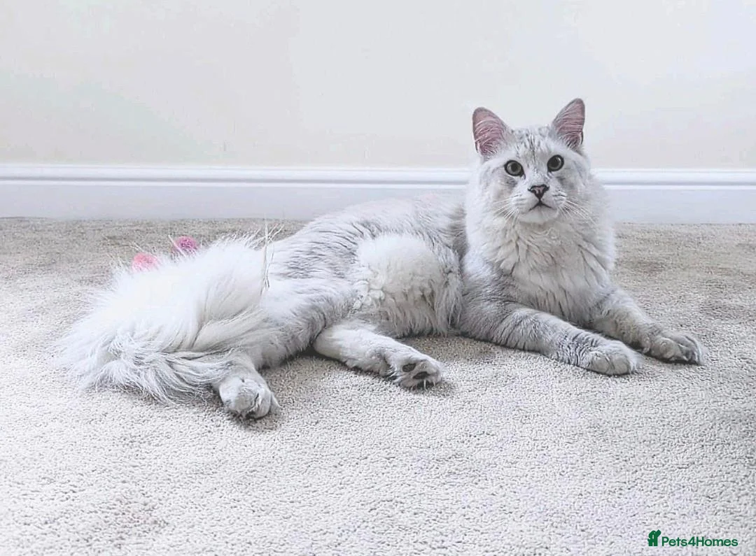 Maine Coon cats for stud: Chinchilla as12 Tica & GCCF Registered  - Advert 1
