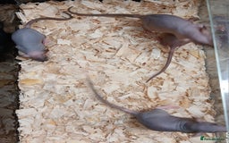 Rat rodents for sale: Baby Dumbo Rats Females  - Image 18